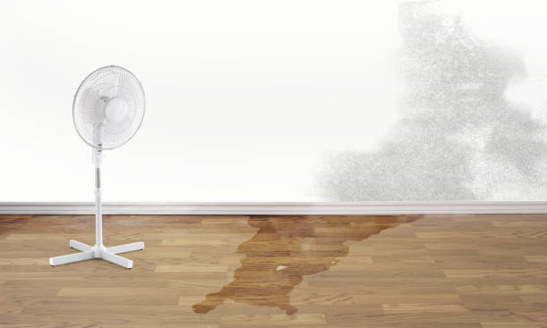 Best Ceiling water damage repair  in Sleepy Eye, MN