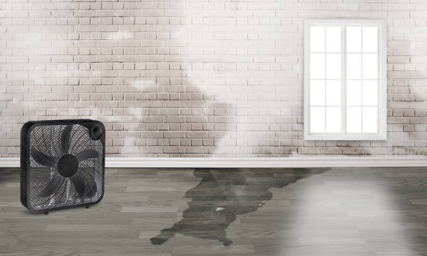 Best Water damage restoration services  in Sleepy Eye, MN